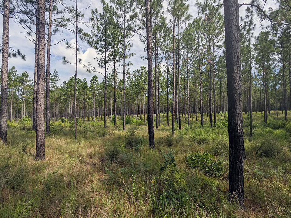 Multiple-use forest management for private landowners: Wildlife habitat 